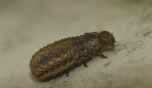 Réf. 298 505 : Chrysolina haemoptera